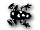Frog Frog