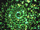 Green Circular Particles